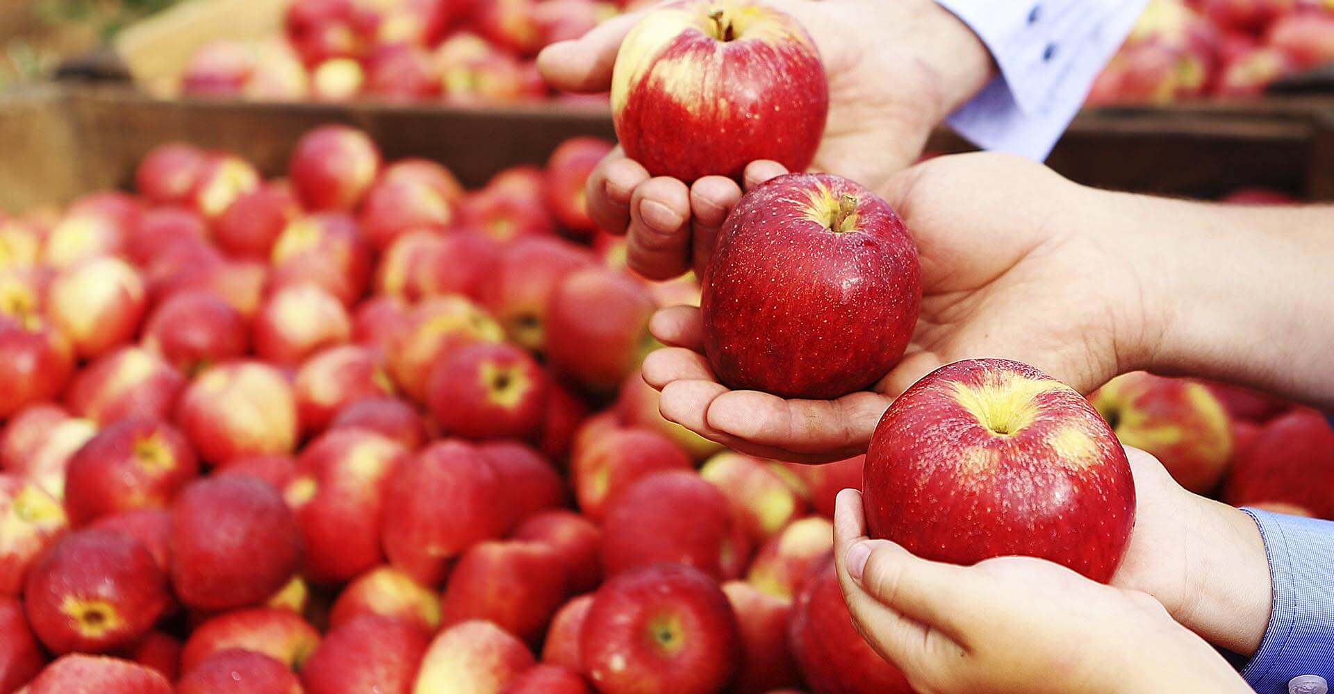 Distribuidor de Frutas no RS